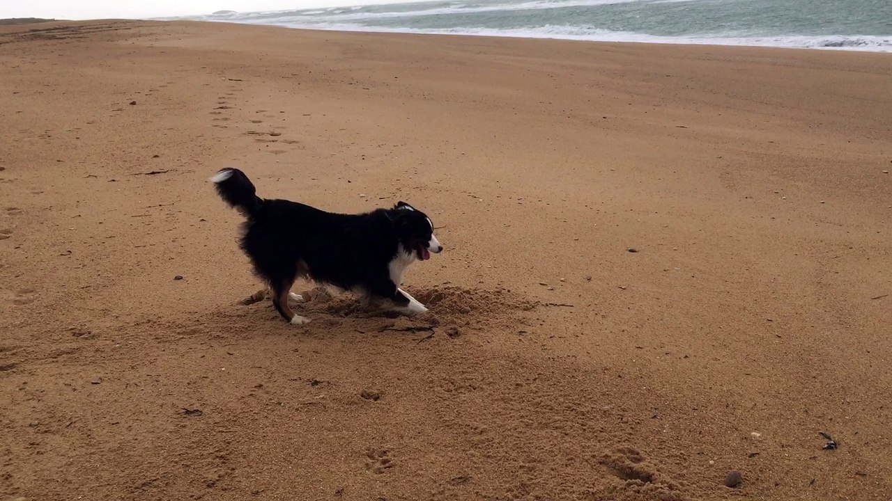 Corto, berger australien sur la plage d'Etel