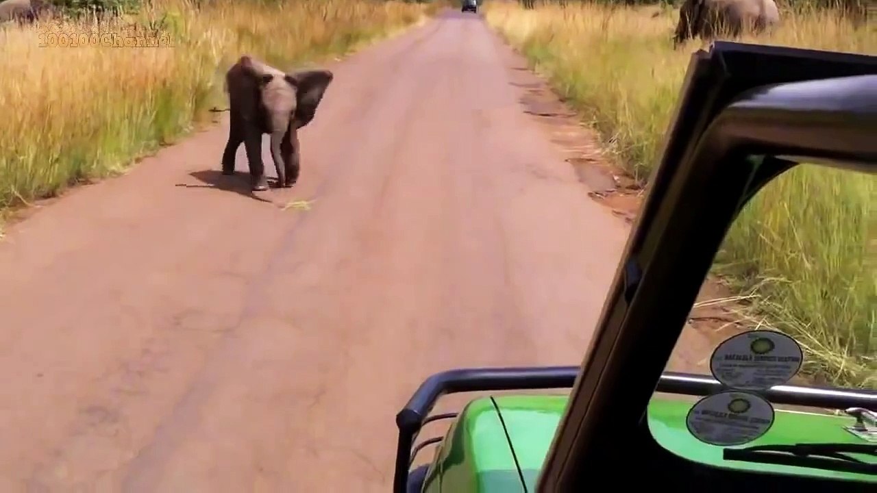 THE TOP 10 || TOP 10 BABY ELEPHANTS ATTACK SO CUTE!!! || Baby Elephant vs Birds, Dog, Cat,