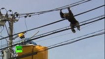 Un singe s'échappe d'un zoo et déambule sur une ligne électrique