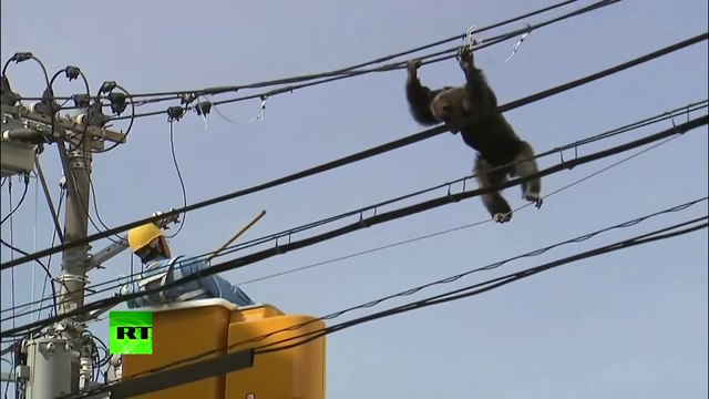 Un singe s'échappe d'un zoo et déambule sur une ligne électrique