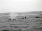 SF Bay Whale Watching  - Three Humpback Whales