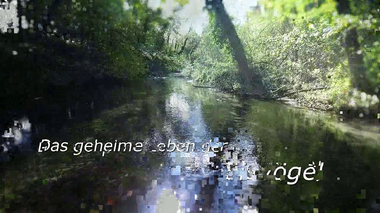 Trailer 'Das geheime Leben der Eisvögel'