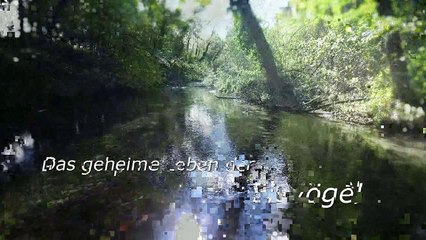 Trailer "Das geheime Leben der Eisvögel"