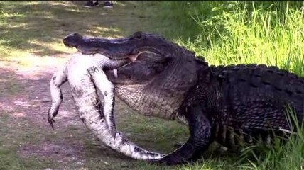 It&#39;s A Gator Eat Gator World! Badass Alligator Eats Well After Vanquishing Foe