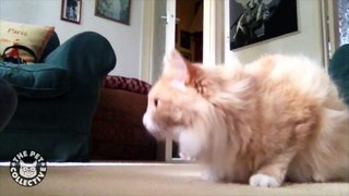 ✪✪✪ Cool Cat Does Cool Tricks