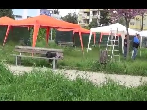 Aversa (CE) - La Città festeggia i suoi 994 anni tra le erbacce (14.04.16)