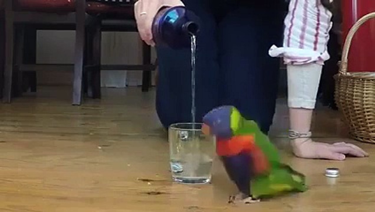 Parrot doing Awsome Thing