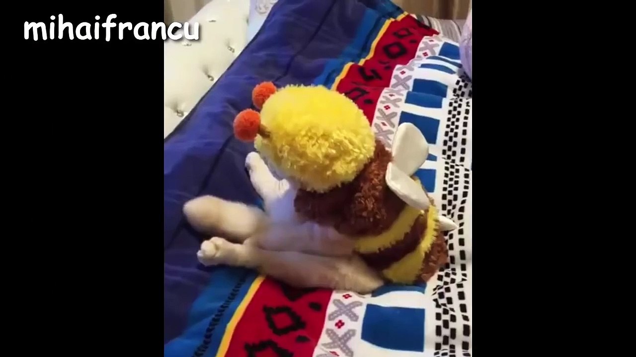 ✪✪✪ Funny Cats - A Funny Cat Videos Compilation 2016 [NEW HD]