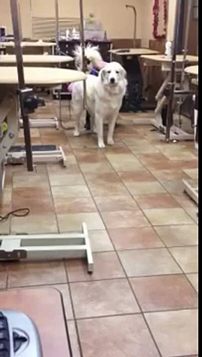 Ratchet Getting a Brazilian Shave