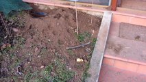 Quella disgraziata di Milka, labrador retriever, ha scavato una buca nel giardino HD1080P