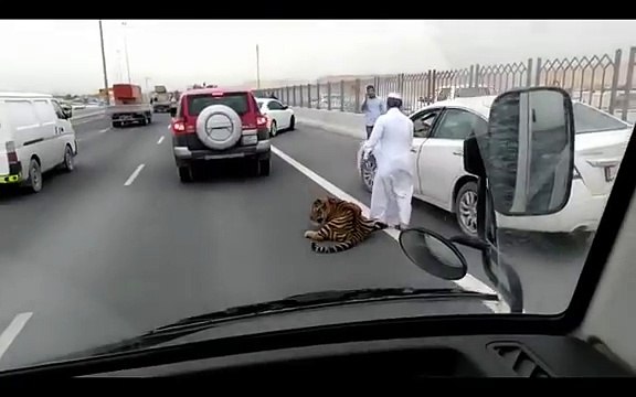 Tiger Gets Loose On A Doha Freeway In Qatar fun!