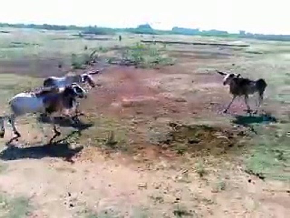 Goat Fighting