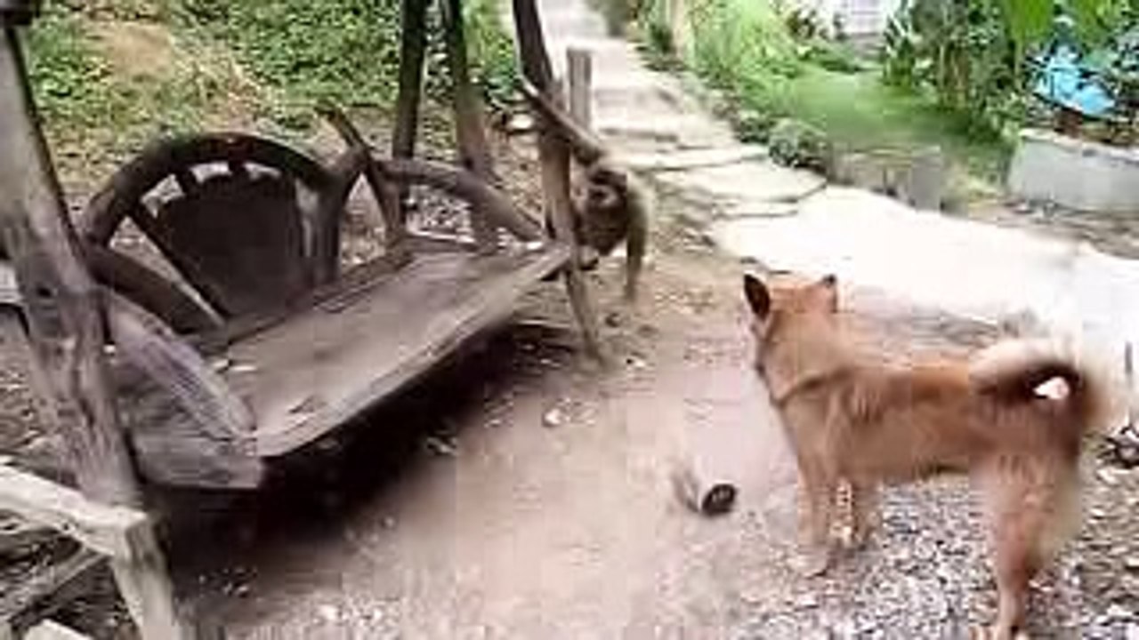 Dog vs Monkey Fight,Dog vs Monkey Real Fight