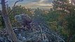 白尾海鵰餵食秀 2016.4.15 07h50m estonia merikotkas eagle feeding show2016.4.15 07h50m