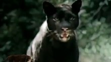 Florida Panther vs Dog