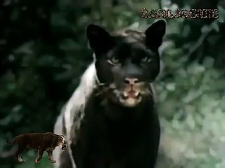 Florida Panther vs Dog