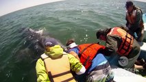 Incredible Whale Encounter - Mother Gray Whale Lifts Her Calf Out of the Water! [HD]