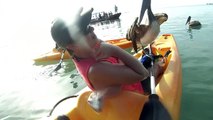 Friendly pelican introduces himself to kayaker