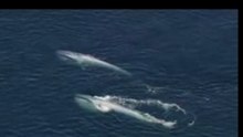 blue whale