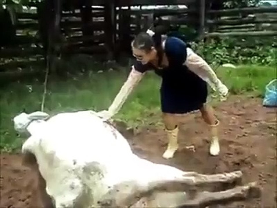 قصة الثور و الفتاة