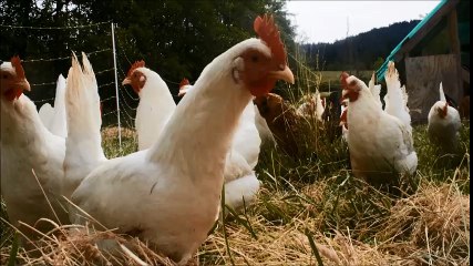 Egg Wholesalers in UAE