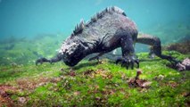 Bizarre 'humanoid Godzilla', the size of a grown man, is filmed viciously hunting off the coast of the Galapagos Islands