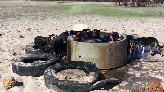 13 chiots assoiffés jouent dans un bain en Australie