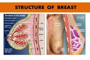 Breast Development & Enlargement with Ayurveda. Best Ayurvedic treatment in Jalandhar, Punjab , India