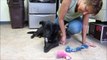 Hamilton - dachshund/shepherd/mutt mix dog for adoption at Forget Me Not Animal Shelter