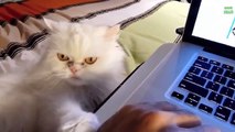 ✪✪✪ Funny Cats Compilation [Most See] Funny Cat Videos Ever