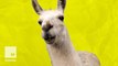 5 wild llama facts that prove how awesomely weird these animals are