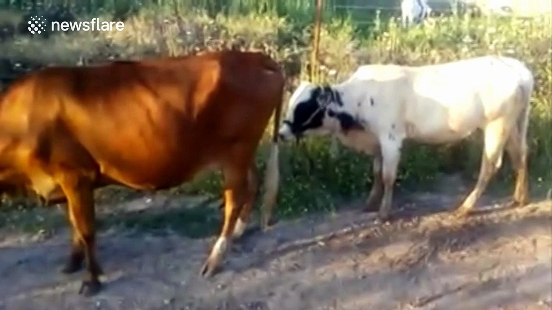Bulls And Cows Mating