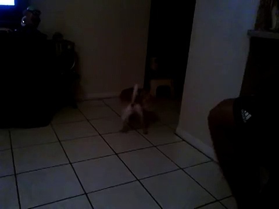 Dog humps kid