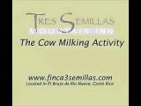 Cow Milking Activity at Finca Tres Semillas