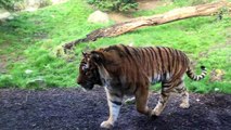 Ne jamais déranger un tigre qui fait la sieste