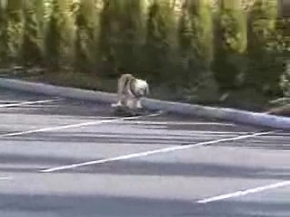 CHIEN SKATE