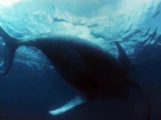 Büyük köpek balıkları yok mu oluyor?