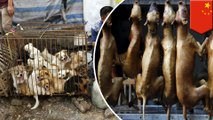 Aktivis mendesak Festival Daging Anjing Yulin agar dilarang