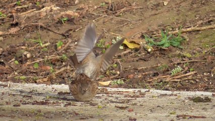 Vive le printemps Vallée du Goëlo