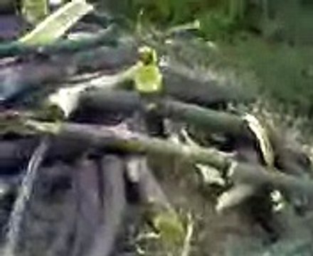 ASESINANDO MORAS