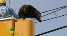 Un singe se sauve d'un zoo et se balade sur des lignes électriques