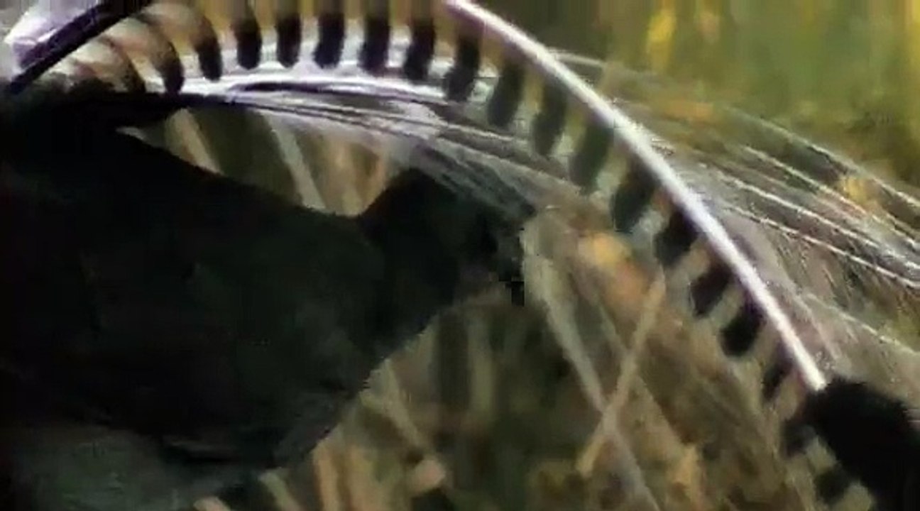 Amazing_bird_calls