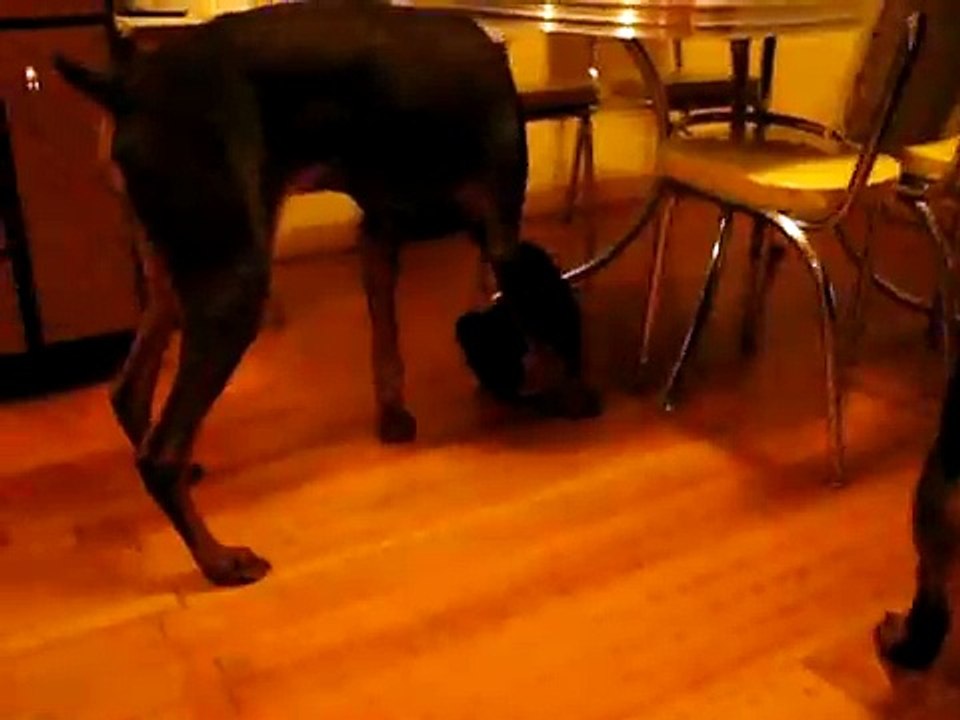 Brutal dog fight!  10 week old Toy Terrier beats up Rottweiler and Doberman