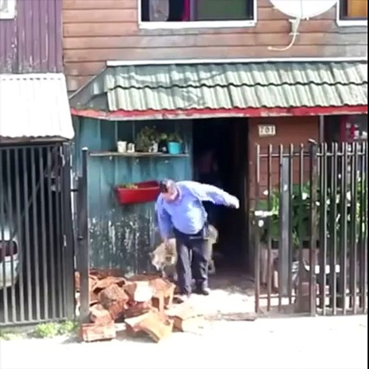 Un chien très utile ramasse du bois avec son maitre