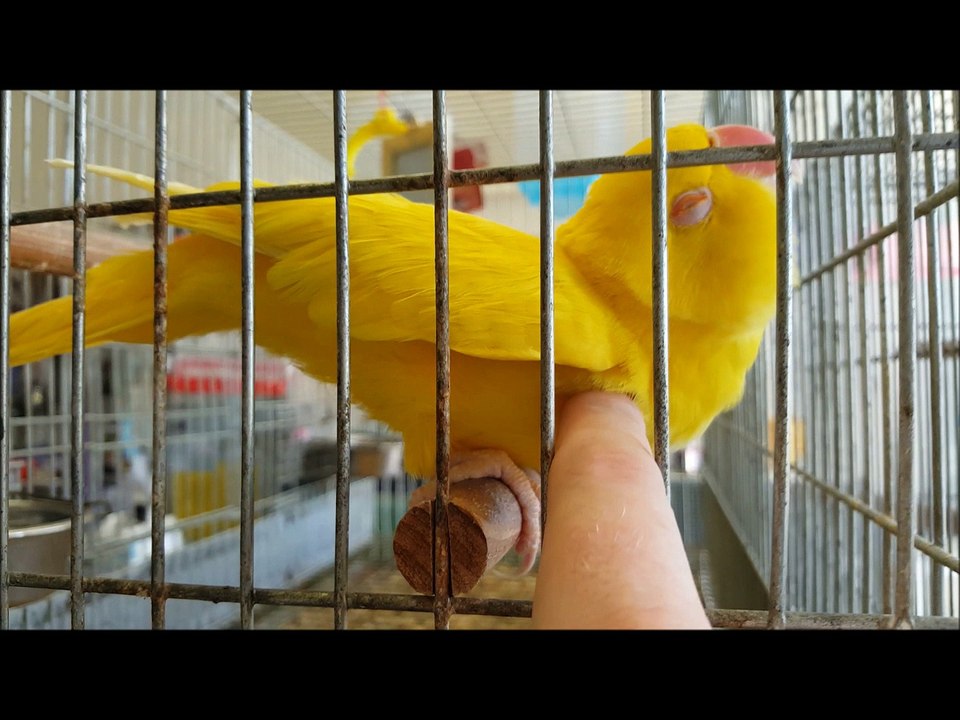 Bird Gets The Best Scratch Ever