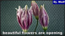 Dj. Wolf: beautiful flowers are opening