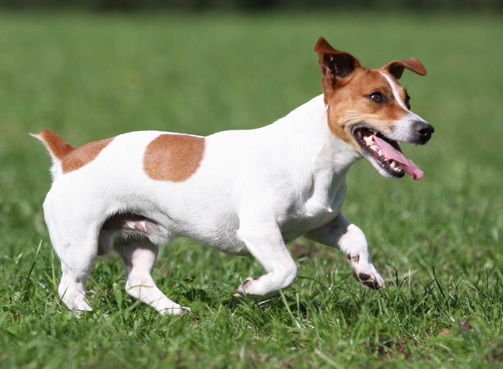 Jack Russell Terrier