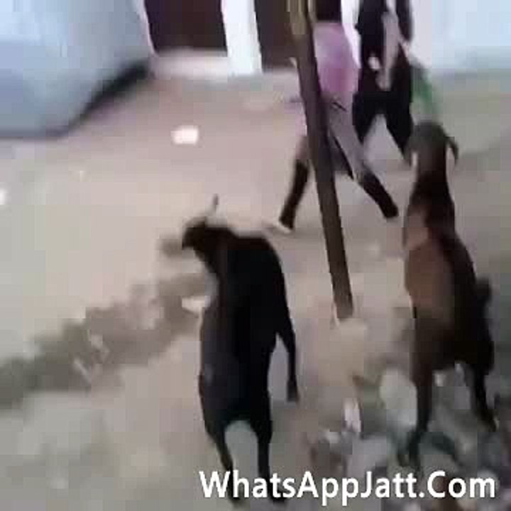 Bakri Nay Kuri Chak Diti