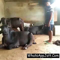 Beating To buffalo In Nija Style