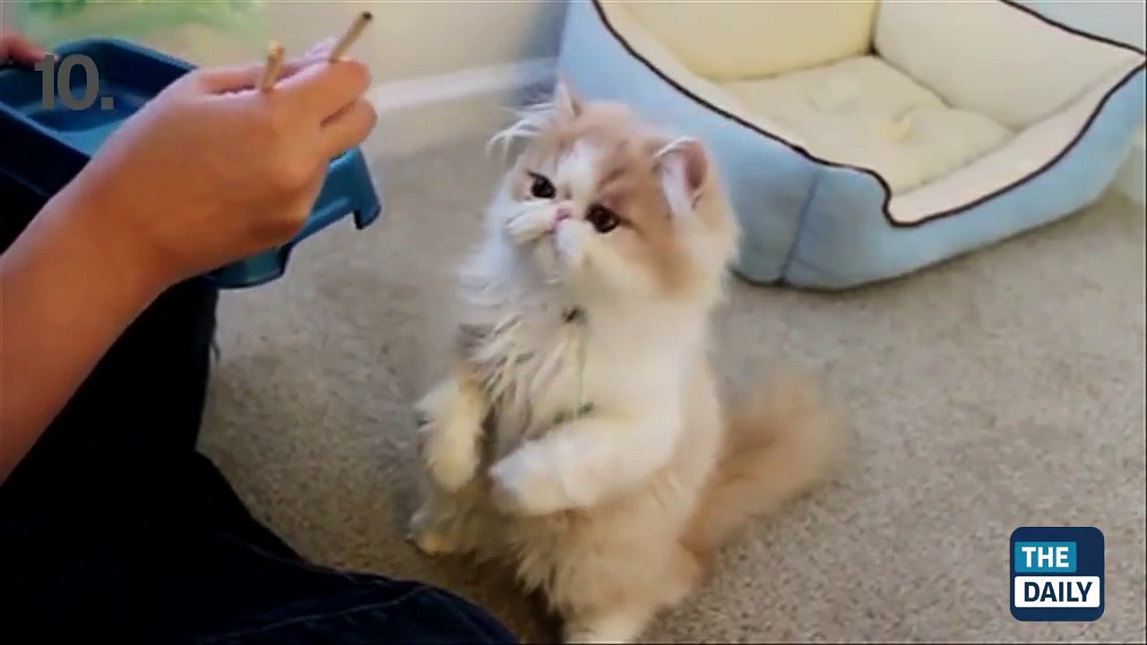 TOP 10 BEST CAT VIDEOS OF ALL TIME!